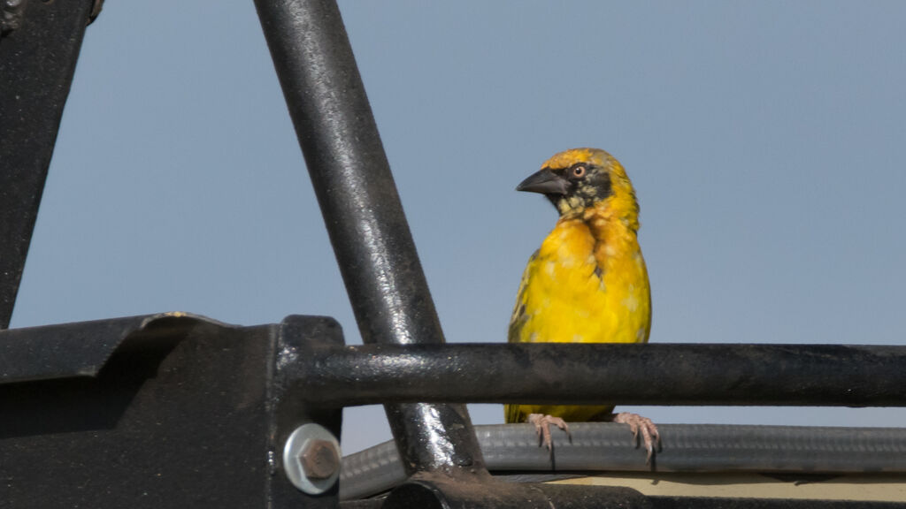 Village Weaver