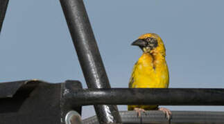 Village Weaver