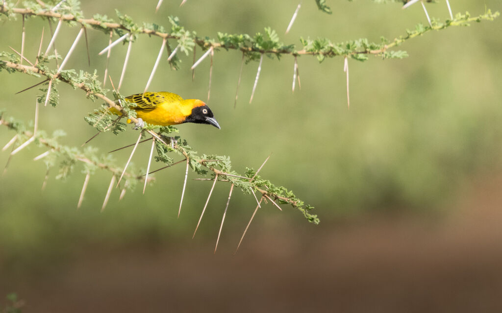 Lesser Masked Weaver