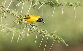 Lesser Masked Weaver