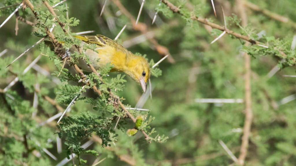 Lesser Masked Weaver