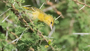 Lesser Masked Weaver