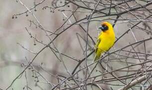 Vitelline Masked Weaver