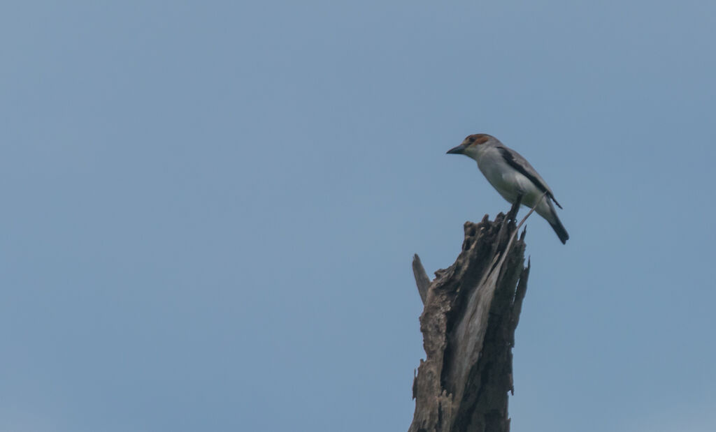 Black-crowned Tityra female