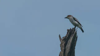 Black-crowned Tityra