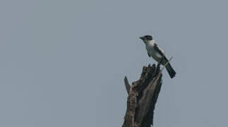 Black-crowned Tityra