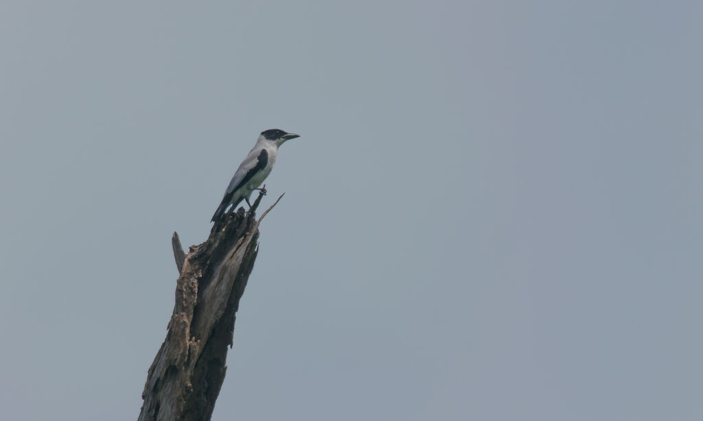 Black-crowned Tityra