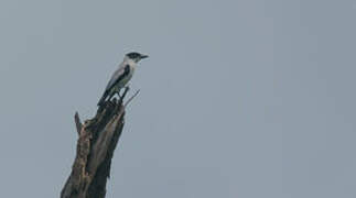 Black-crowned Tityra