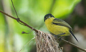 Common Tody-Flycatcher