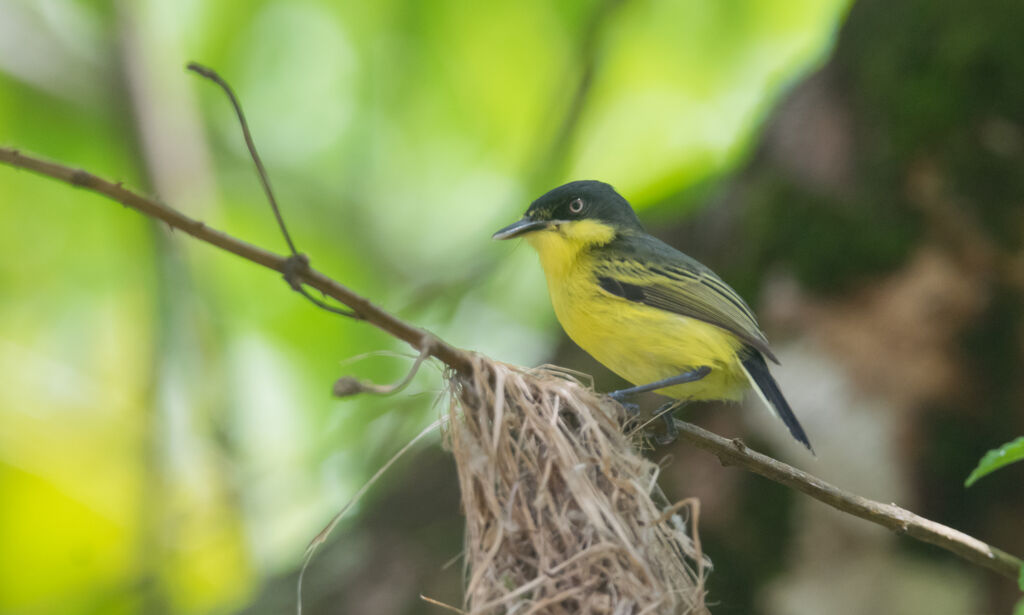 Common Tody-Flycatcher