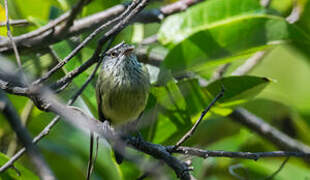 Spotted Tody-Flycatcher