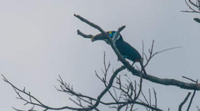 Toucan à bec rouge