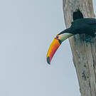Toucan toco