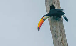 Toucan toco