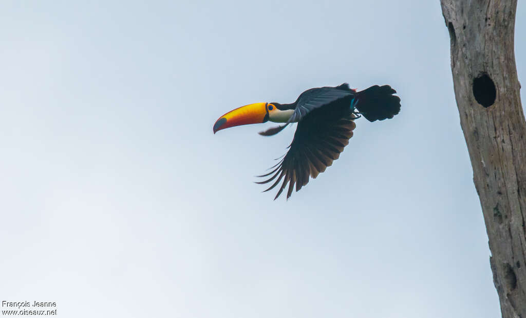 Toucan tocoadulte, Vol