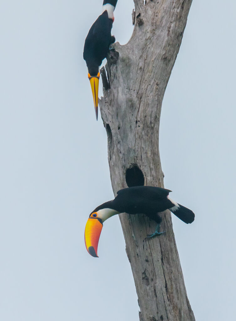 Toco Toucan