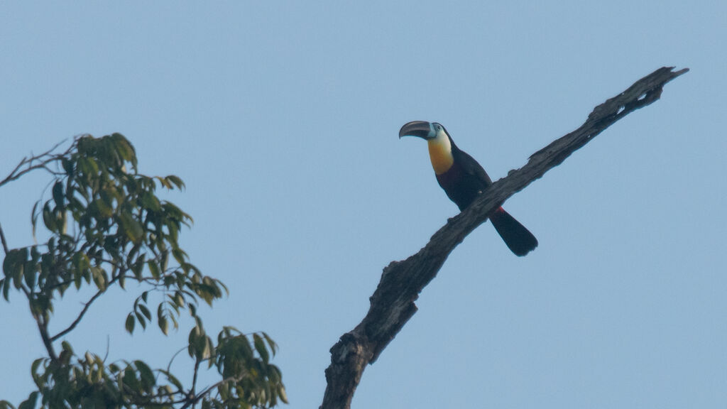 Channel-billed Toucan