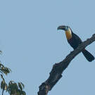 Toucan vitellin