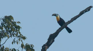 Channel-billed Toucan