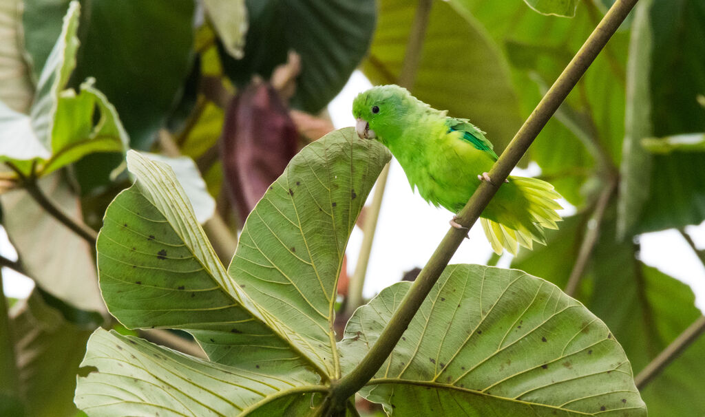 Green-rumped Parrotlet