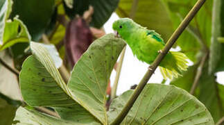 Green-rumped Parrotlet