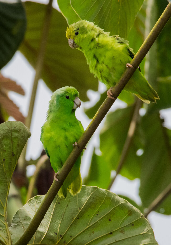 Green-rumped Parrotlet