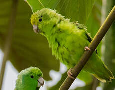 Green-rumped Parrotlet