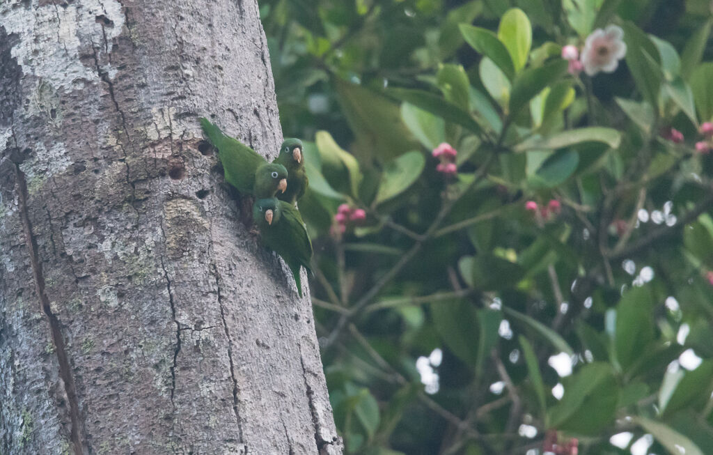 Golden-winged Parakeet