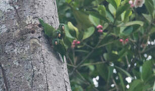 Golden-winged Parakeet