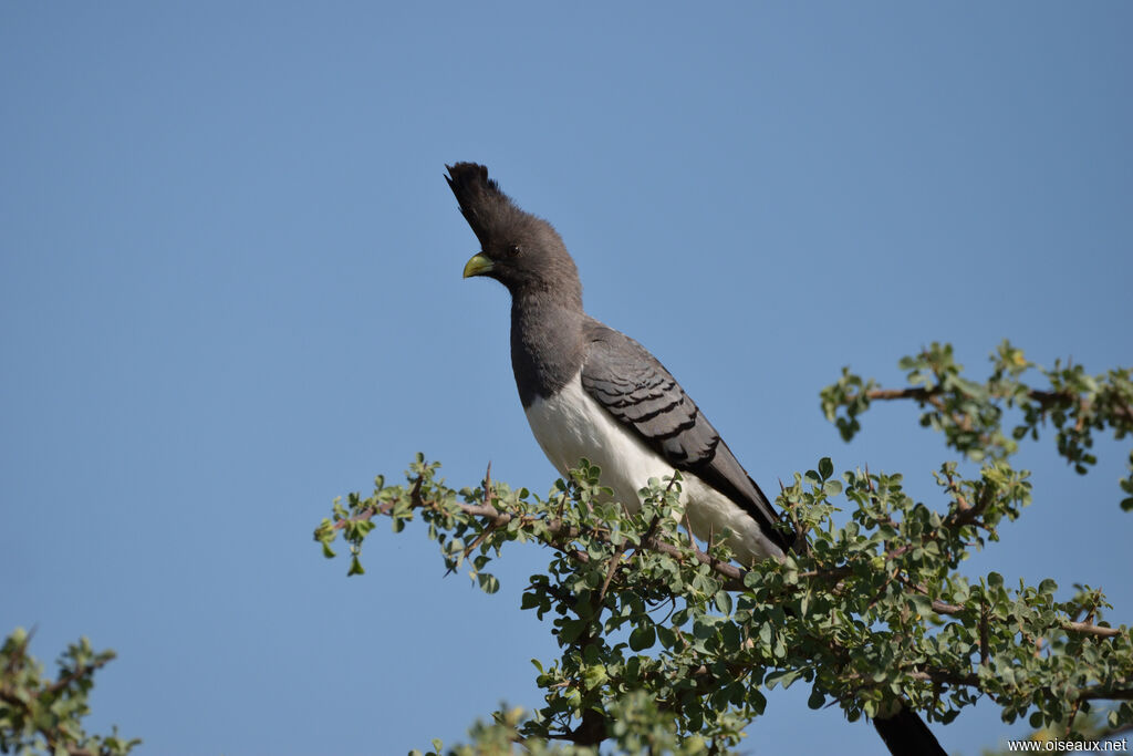 White-bellied Go-away-bird