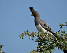 White-bellied Go-away-bird