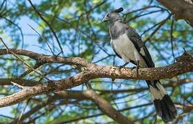 White-bellied Go-away-bird