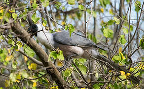 Bare-faced Go-away-bird