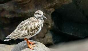 Ruddy Turnstone