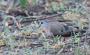 Black-billed Wood Dove