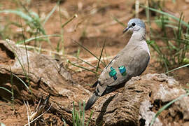 Emerald-spotted Wood Dove