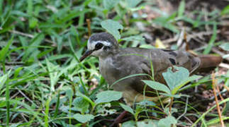 Tambourine Dove