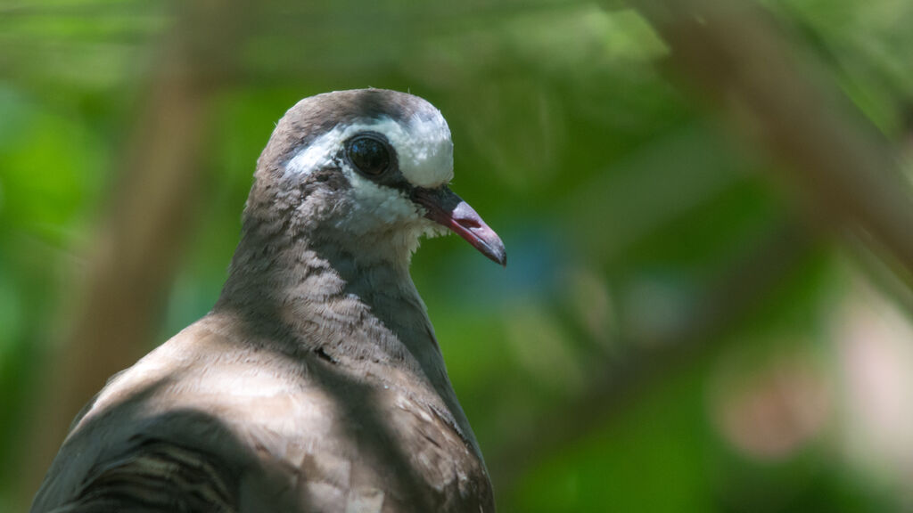 Tambourine Dove