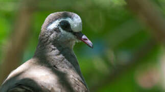 Tambourine Dove