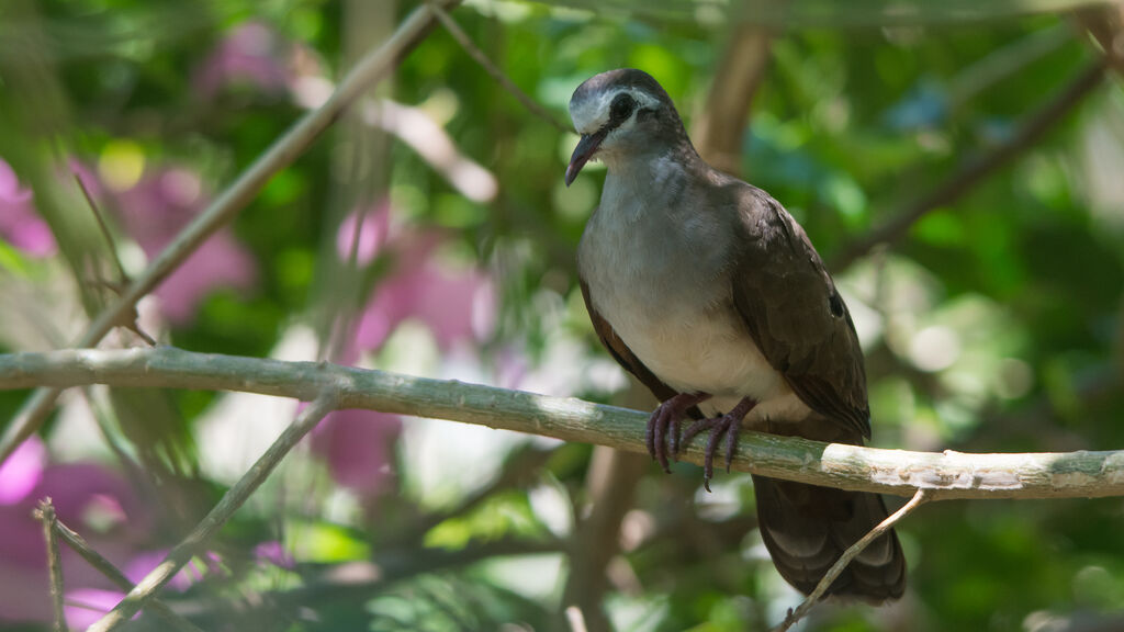 Tambourine Dove