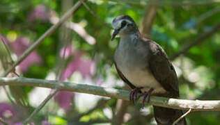 Tambourine Dove