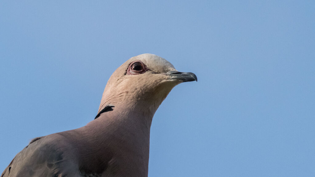 Red-eyed Dove