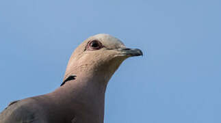 Red-eyed Dove