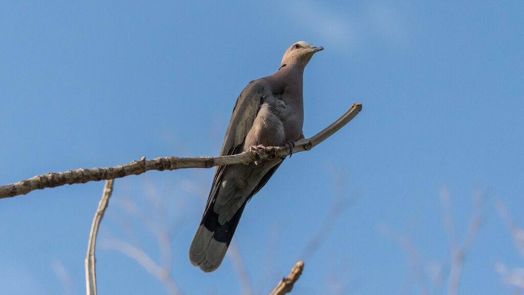 Red-eyed Dove