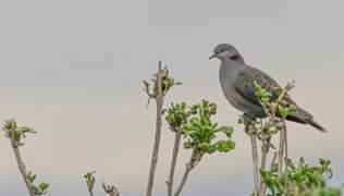 Dusky Turtle Dove