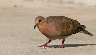 Zenaida Dove