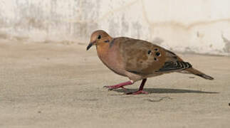 Zenaida Dove