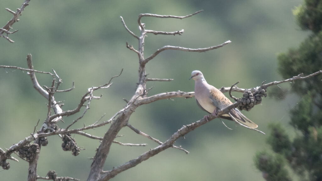 European Turtle Dove