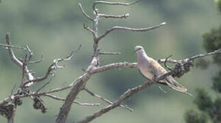 European Turtle Dove