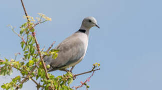 Ring-necked Dove